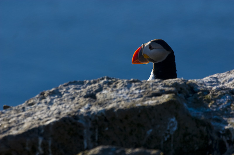 Atlantic Puffin